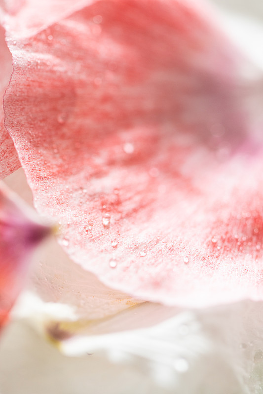 粉色罂粟花瓣的细节照片..