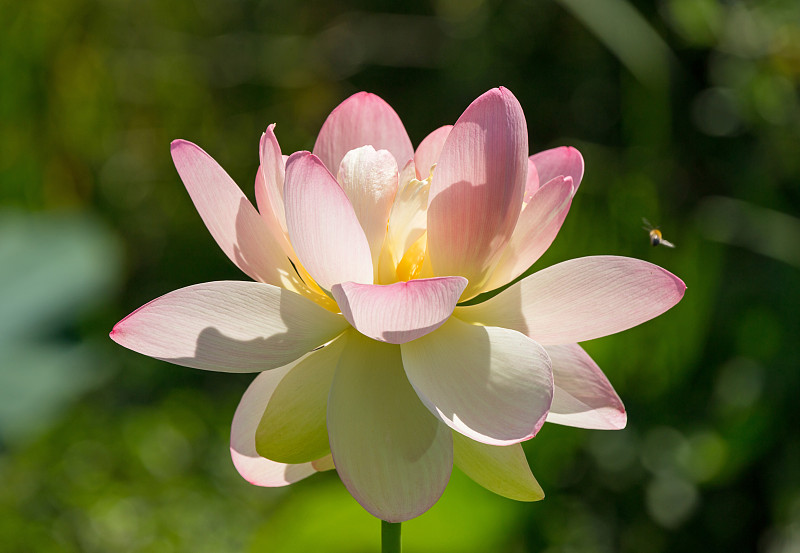 近距离观看一个大盛开的睡莲花头