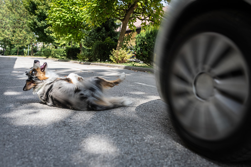 和狗发生车祸。