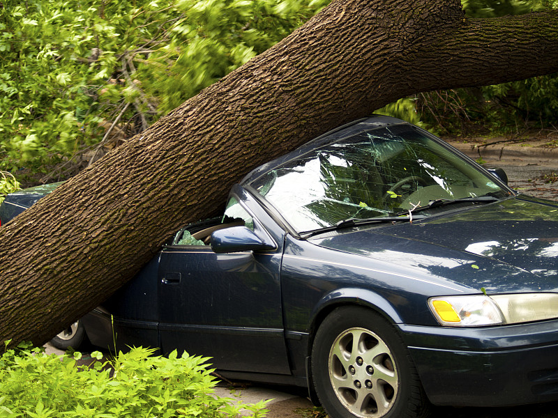 树砸车