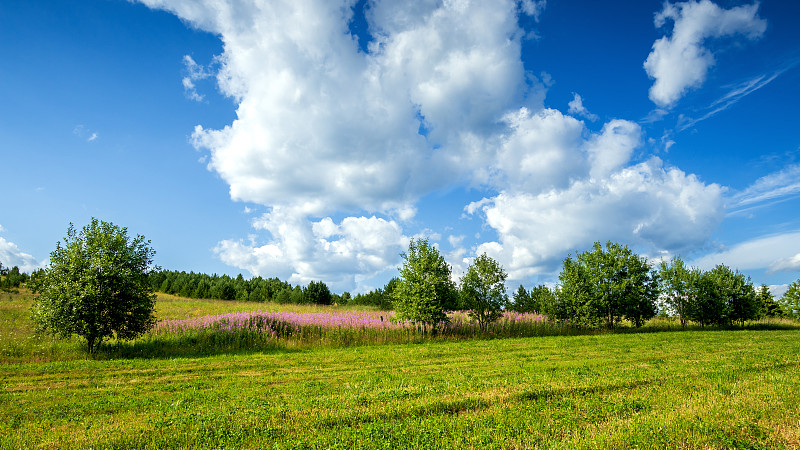 明亮的夏季景观，绿色的草甸植被和蓝天上的白云。