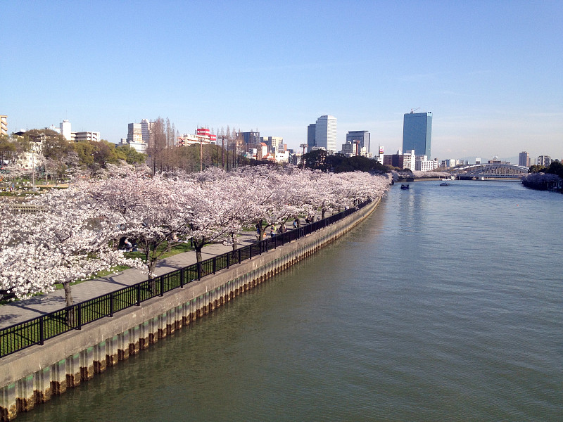 大阪的樱花和建筑物