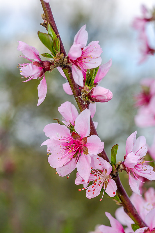 桃花开枝，垂影。带粉红色花的树枝