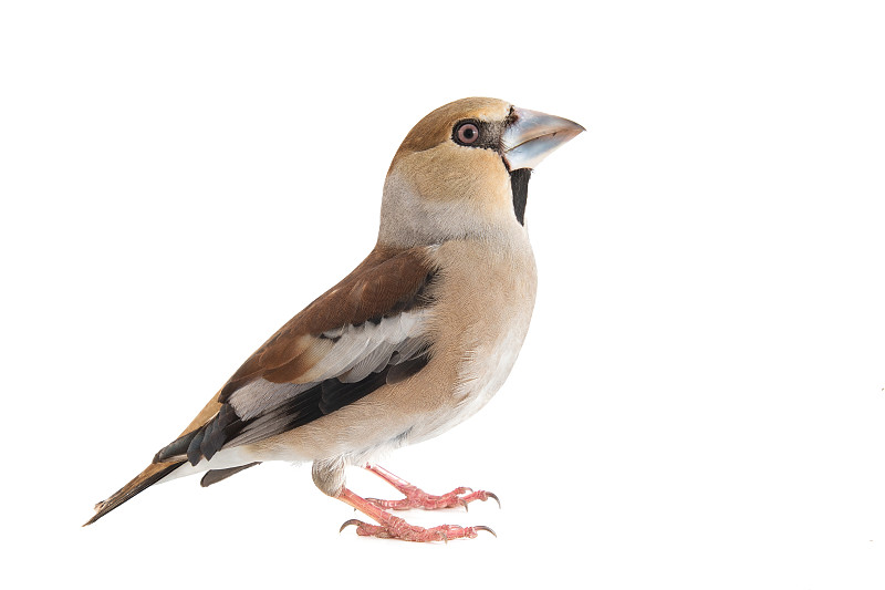 雄性鹰翅雀coccothrates, coccothrates，剪下，白色背景