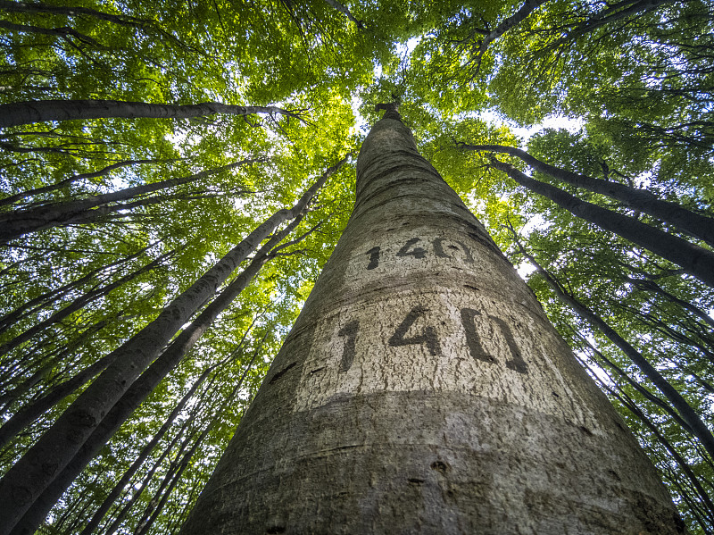 落叶繁茂的树木，POV。护林员检查树木。