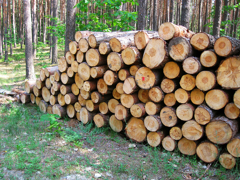 松木是森林里的原木