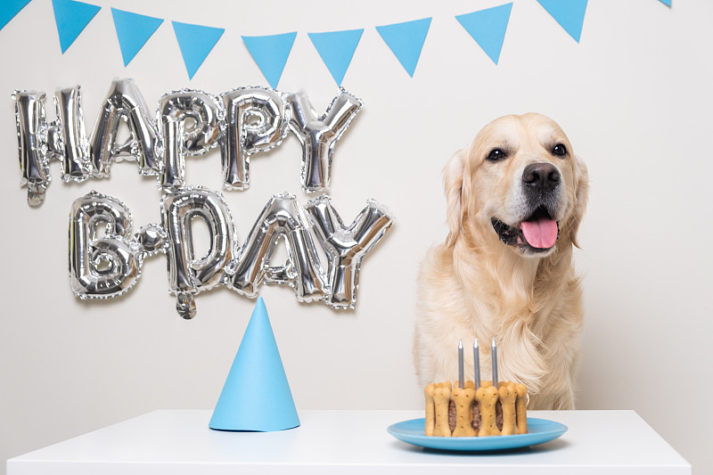 可爱的狗狗坐在蛋糕和气球在生日聚会上。戴着蓝色生日帽的金毛猎犬。宠物的生日派对