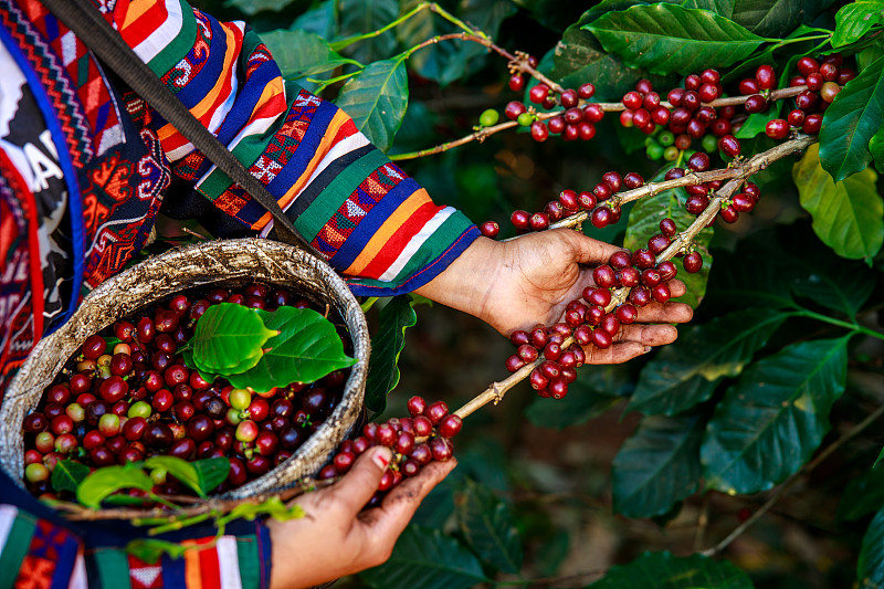 泰国清迈国家农场100%有机红咖啡豆和篮子农民