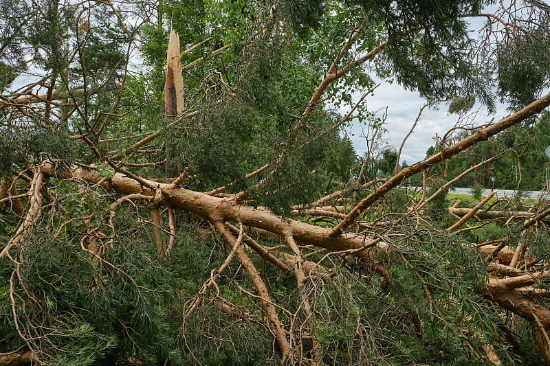 倒在路上的松树。