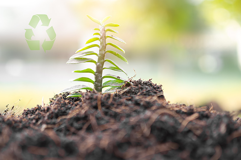 土壤上的小树。为了保护环境而种树，植树节，世界地球日卡片。种植树木的先导树木种植树木。新的开始，春天，概念。