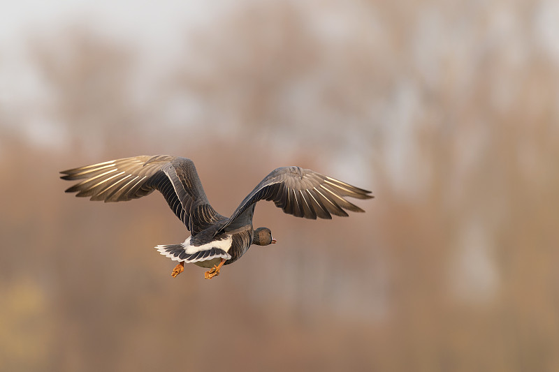 灰雁(安瑟安瑟)在飞行