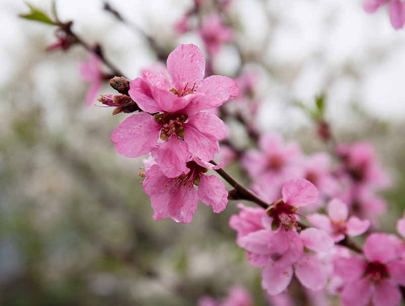 雨后盛开的桃树。