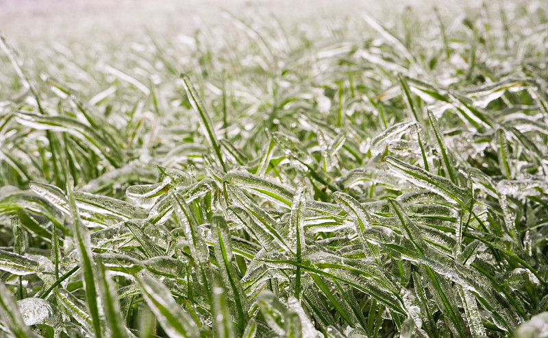 绿草覆盖着冰。冰冷的冰雨。冰覆盖。春天天气不好。特写镜头。