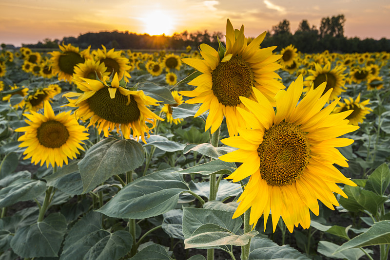 黄昏的向日葵田