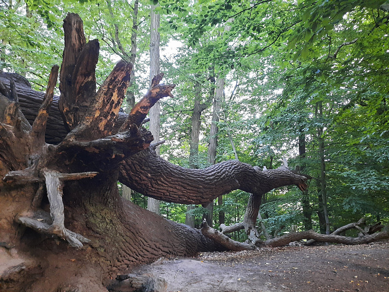 一棵美丽的树倒下了