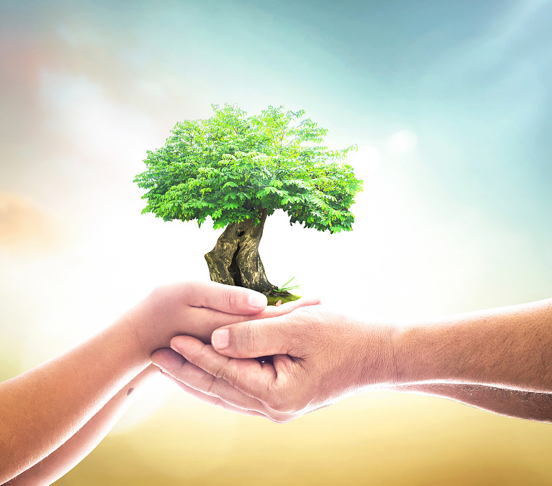 两个人的手握着生长的树