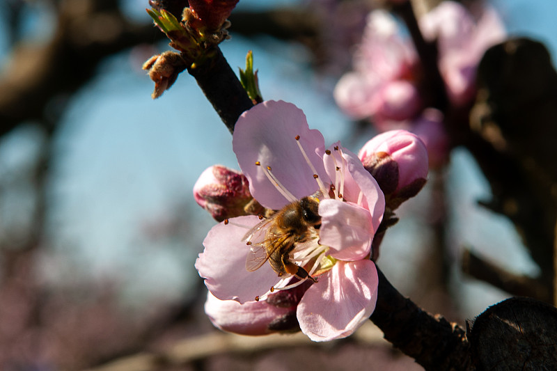一只蜜蜂正在接近一朵桃花