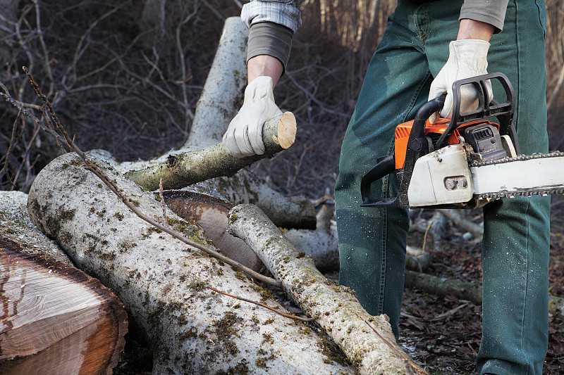 在秋天，伐木工人用链锯切割一棵大树