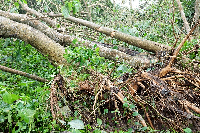 台风或热带风暴“金塔”或“莫拉夫”在菲律宾南吕宋岛八打加斯省连根拔起或倒下的树木。