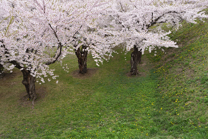 日本北海道函馆的樱花