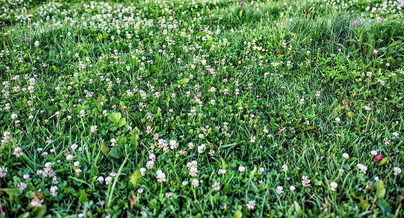 一种绿色草花的纹理。
