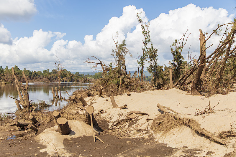 澳大利亚新南威尔士州霍克斯伯里地区尼潘恩河上Yarramundi保护区被洪水破坏的树木照片。