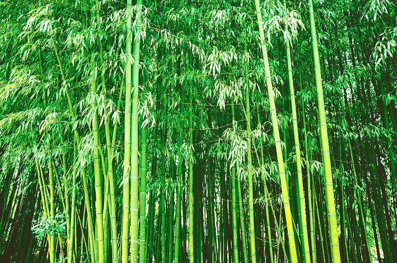 竹林植物，有叶、干
