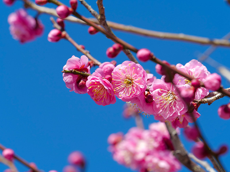 粉红色的梅花与美丽的前面散景的照片。