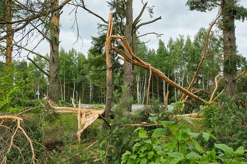 道路附近雷暴飓风过后折断的树干。