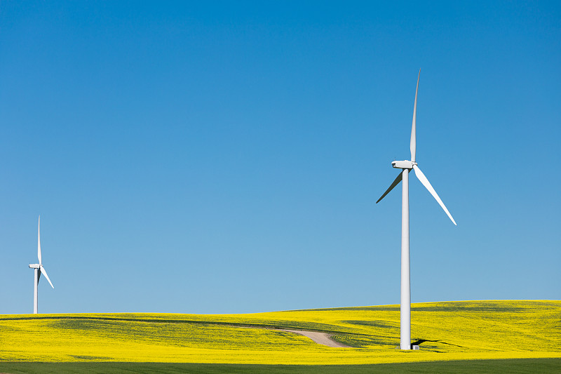 风车和油菜