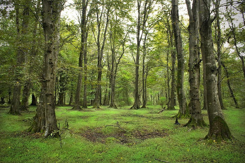 森林里有高大的绿树，森林背景