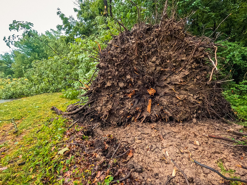 龙卷风把整棵树连根拔起