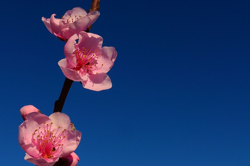 桃花盛开，周围Saint-Féliu-d'Avall, Pyrénées-Orientales