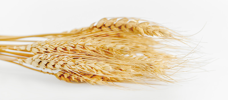白色背景上的一堆麦穗