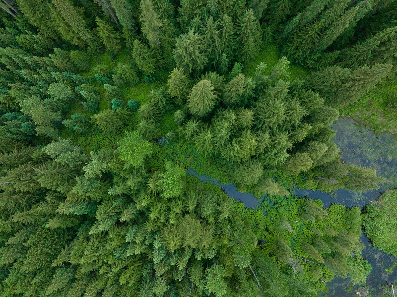 原始森林的鸟瞰图