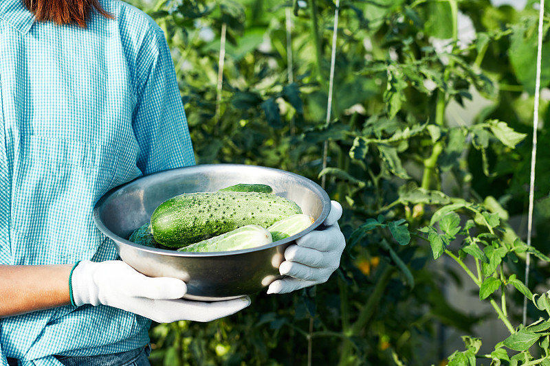 一个农妇手里盛着新鲜采摘的黄瓜。夏季蔬菜园或温室。