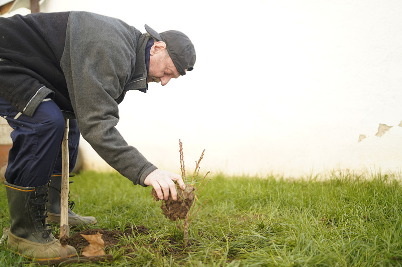 一个成熟的男人在后院种了一棵树