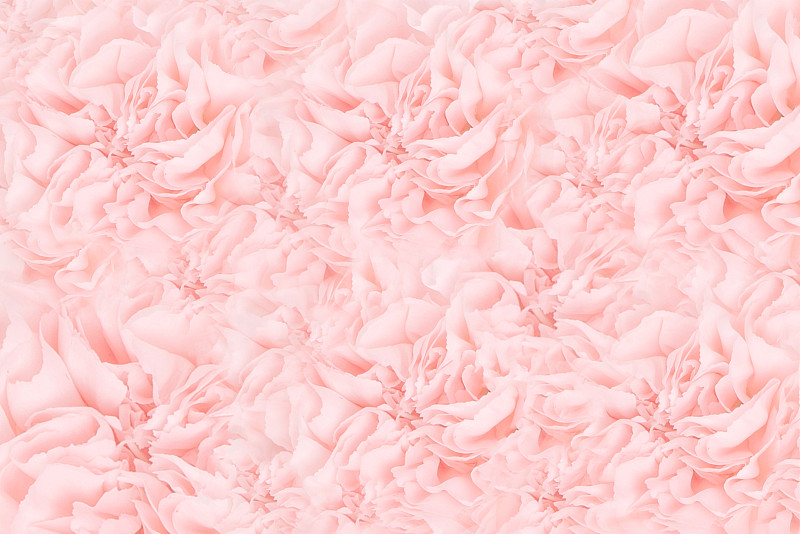 关闭了。粉红色康乃馨花。软的柔和的背景