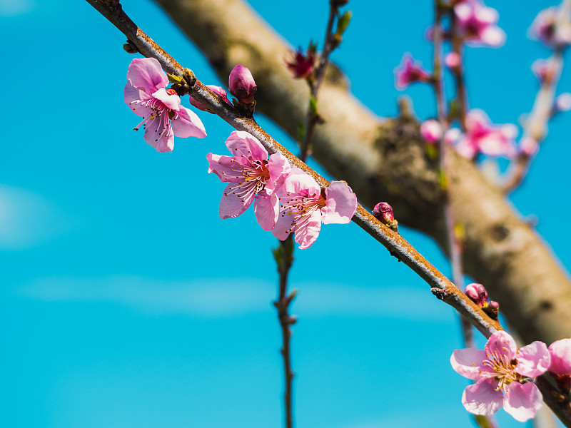 盛开的桃花孤立在蓝绿色的天空背景下