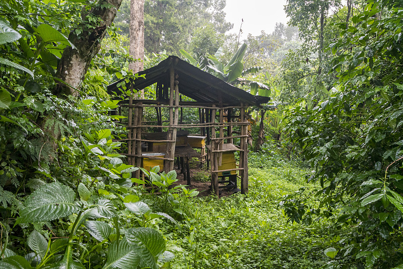 蜂房在埃塞俄比亚