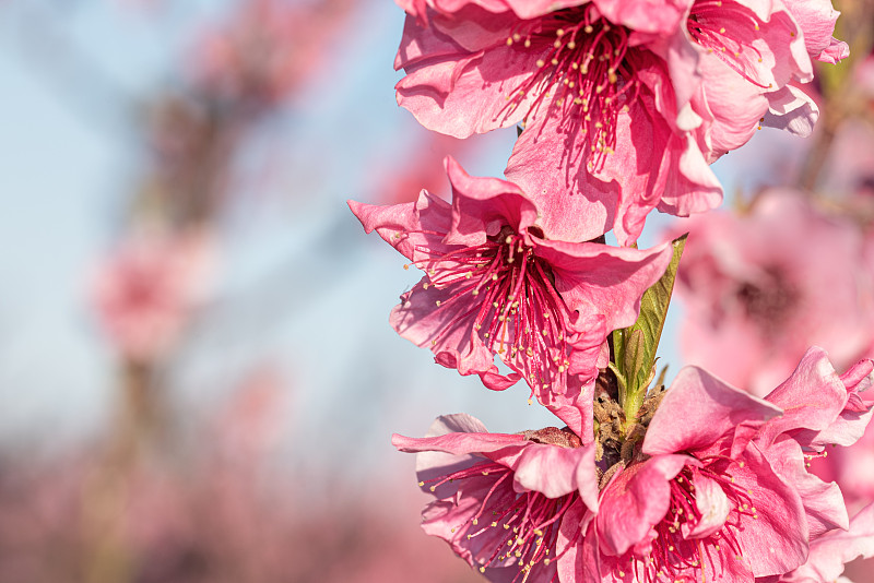 桃花特写