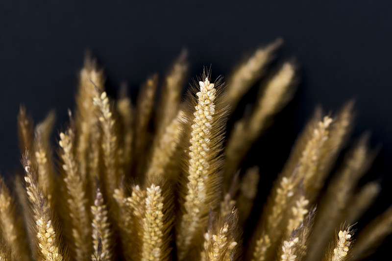 大麦低调的基调和深色的背景