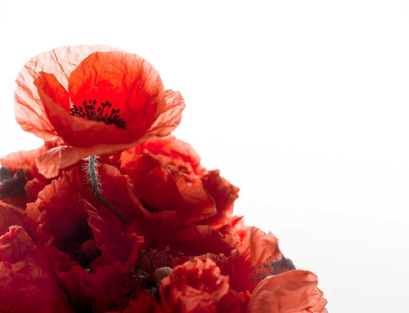 一束红色的罂粟花孤立在空白的白色背景上。