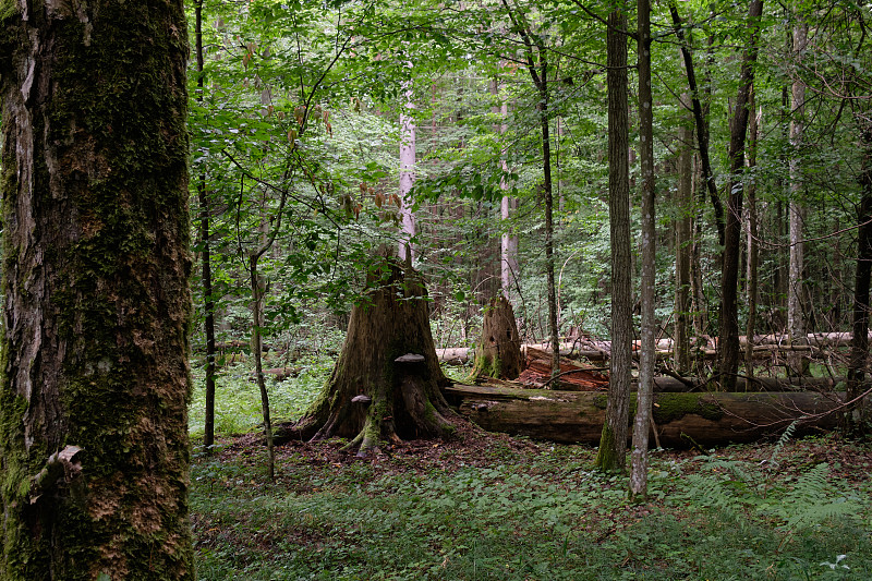 春天落叶与老橡树一起站立