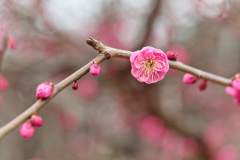 春天的花系列:在大自然模糊的背景下，梅花在春天盛开的特写。