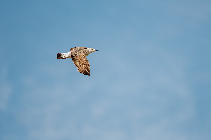 海鸥在蓝天下飞翔
