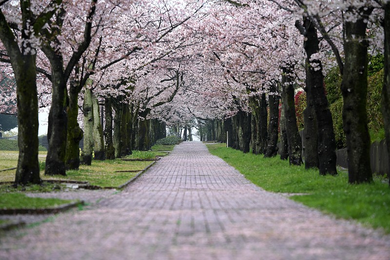 樱花和粉红色的花瓣落在路上