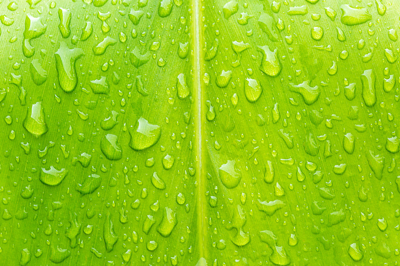 绿色宏叶和水滴背景，绿叶与水滴，水滴，绿色，水，背景，大自然的美，植物学，
明亮的，明亮的，特写，彩色图像，