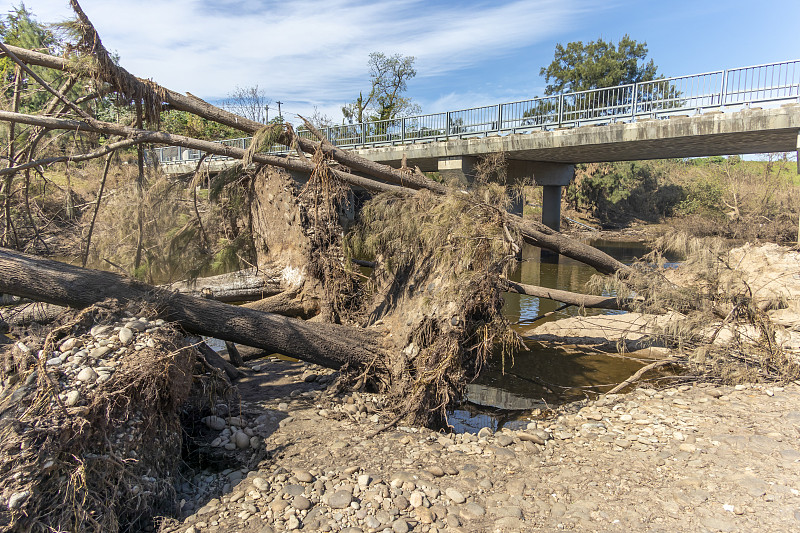 在澳大利亚新南威尔士州Hawkesbury地区的Yarramundi保护区，严重的洪水后倒下的树木的照片