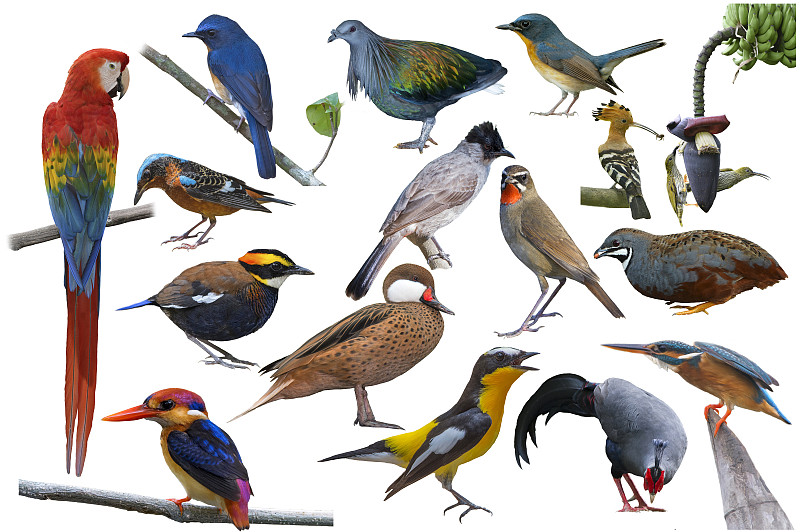 一组美丽的鸟类在泰国